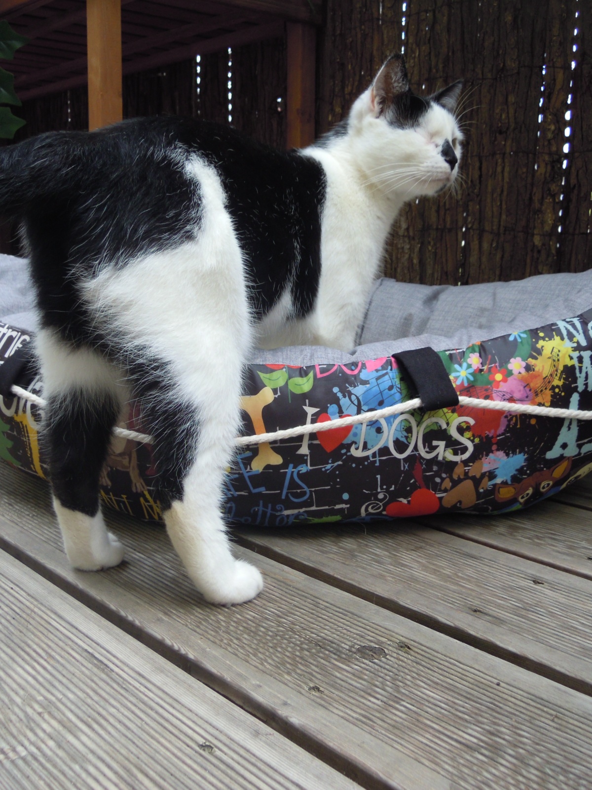 Hunde.-Katzenbett Boot Wuffz of Graffitischön