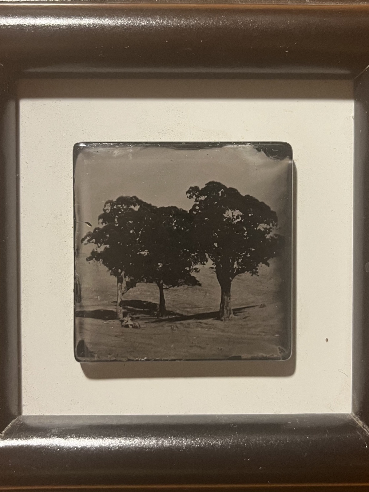 Bäume  - Foto auf Glasplatte