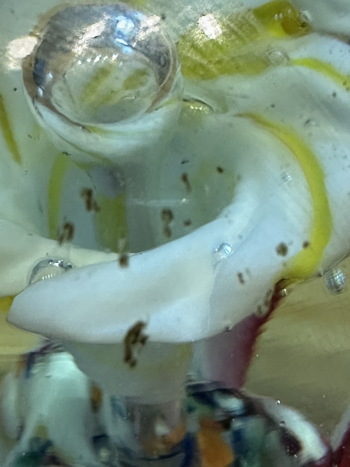 Muranoglas Briefbeschwerer