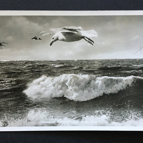Ostseebad Niendorf Möwe im Flug Welle Schleswig-Holstein Deutschland 4006601 TH