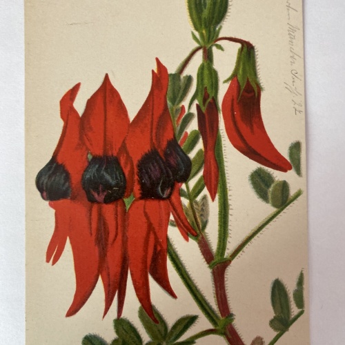 Clíanthus Dampíerí, Botanischer Garten München-Nymphenburg, Blume, 400558 AH