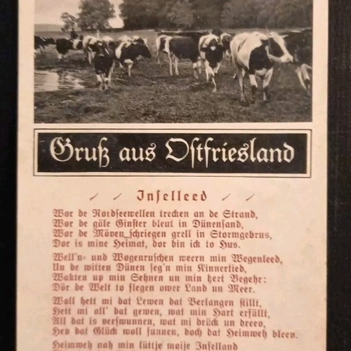 Ostfriesland Kühe 165658 gr I