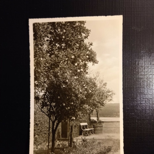 Insel Mainau, Bodensee 400539 gr A