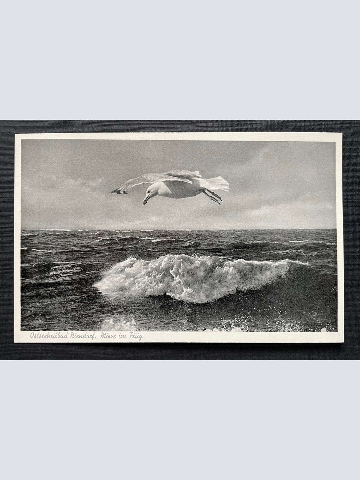 Ostseeheilbad Niendorf Möwe im Flug Welle SchleswigHolstein Deutschland 401091 A