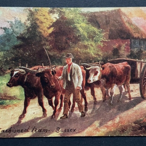 An old fashioned team Bauer Ochsen Wagen Sussex H.Payne England GB 401042 TH A