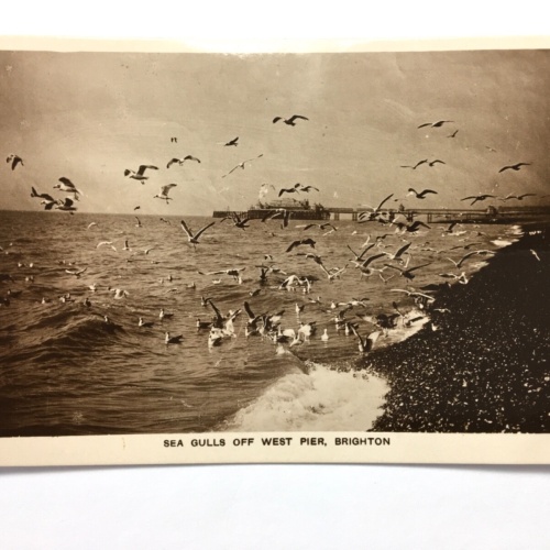 Brighton - Sea Gulls off West Pier - Seevögel - England 40230 TH
