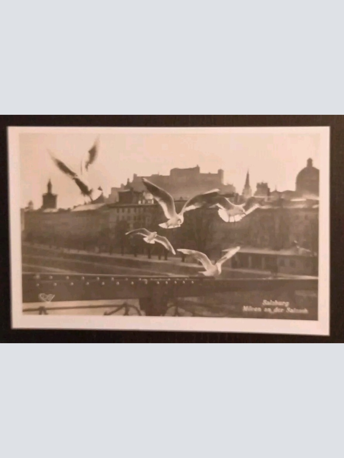 Salzburg Möwen An Der Salzach Festung 600208A gr K