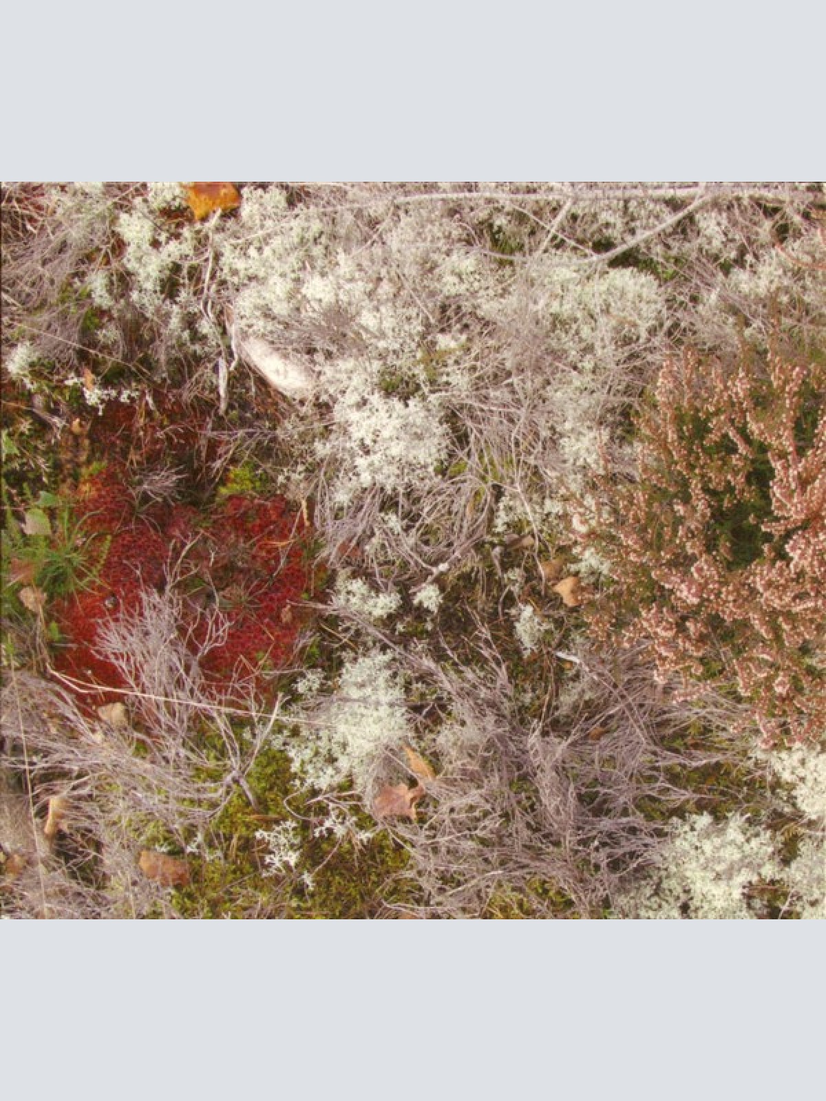 CD, Album Fursaxa - Mycorrhizae Realm