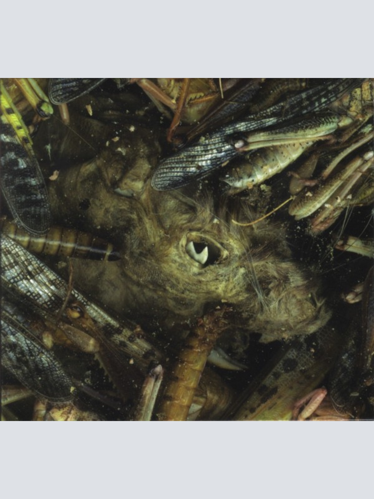 CD, Album Hessian (3) - Mànégarmr