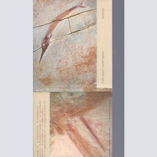 CD--FRANK MEYER ROMAN LEYKAM LEVITATION