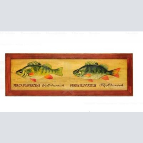 Kuk nostalgie holzschild fische goldbarsch barsch flußbarsch