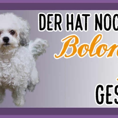 Schild wer sagt glück kann man nicht anfassen bolonka zwetna gestreichelt hund