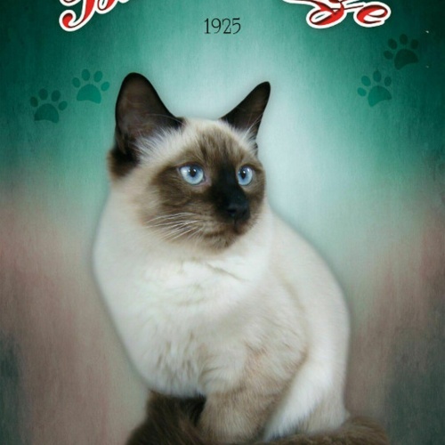 Schild Spruch Birma Katze 1925 JW