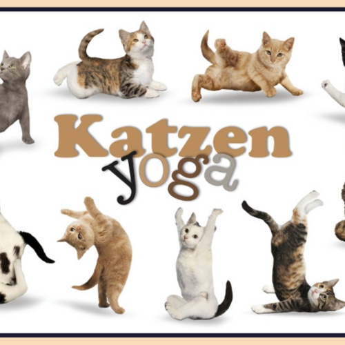 Schild Spruch Katzen Yoga JW
