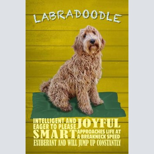 Schild spruch labradoodle steckbrief smart schlau hund jw