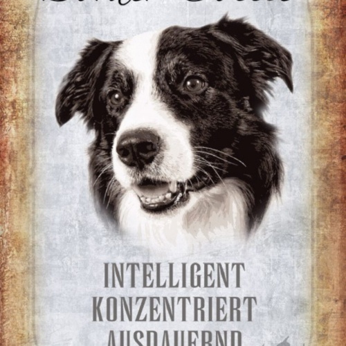 Schild Spruch Border Collie Hund Steckbrief Intelligent Konzentriert JW