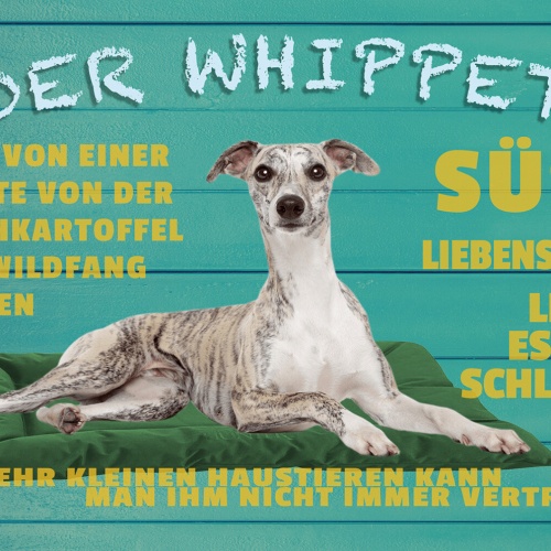 Schild Spruch Der Whippet kann von einer Minute von der Couchkartoffel Hund JW