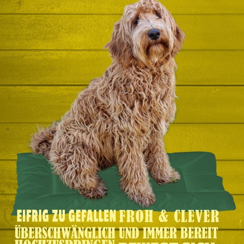 Schild Spruch Labradoodle Steckbrief Überschwenglich Clever Hund JW