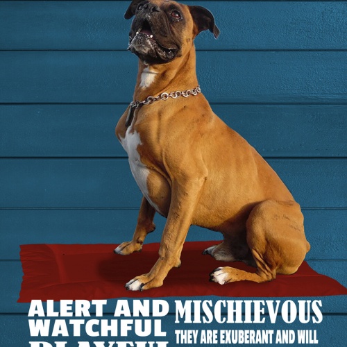 Schild Spruch Boxer Steckbrief Watchful Wachsam Hund JW