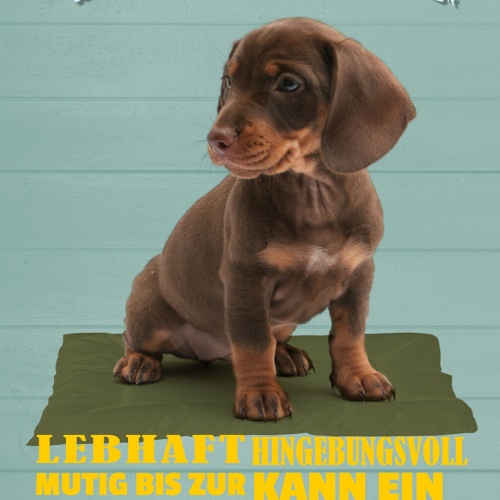 Schild Spruch Dackel Steckbrief Lebhaft Hingebungsvoll Mutig Hund JW