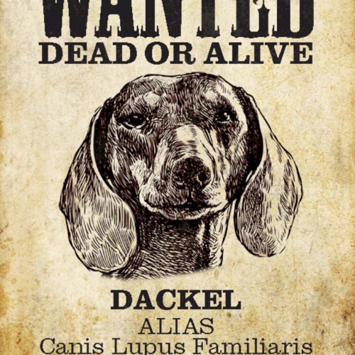 Schild Spruch Wanted Dead or Alive Gesucht Tot Lebend Dackel Hund JW