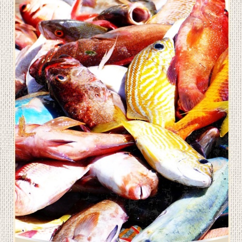 Schild Spruch Saint Lucia Italy Italien Fische JW