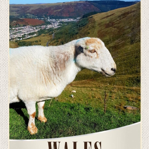 Schild Wales United Kingdom GB Schaf Landschaft 12x18 20x30 30x40 Blech/Holz