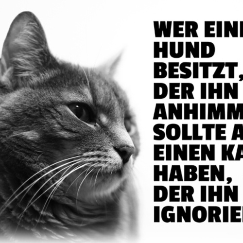 Schild Spruch Wer einen Hund besitzt der ihn anhimmelt sollte auch Kater JW