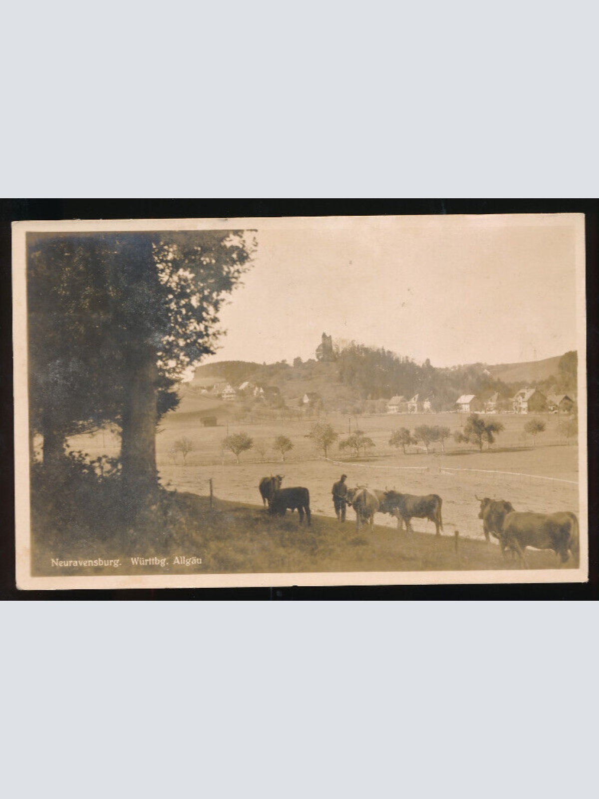 AK aus Neuravensburg Weide mit Kühen mit Blick auf Dorf Baden-Württemberg (719)