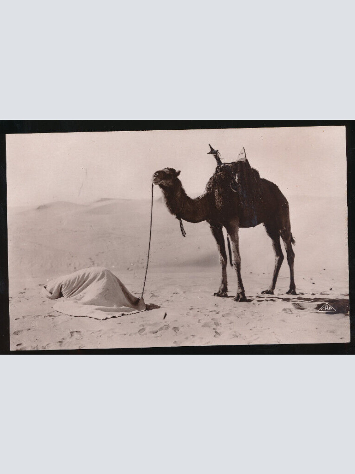 AK Gebet in der Wüste - La Priere au Desert mit Kamel Afrika (687)