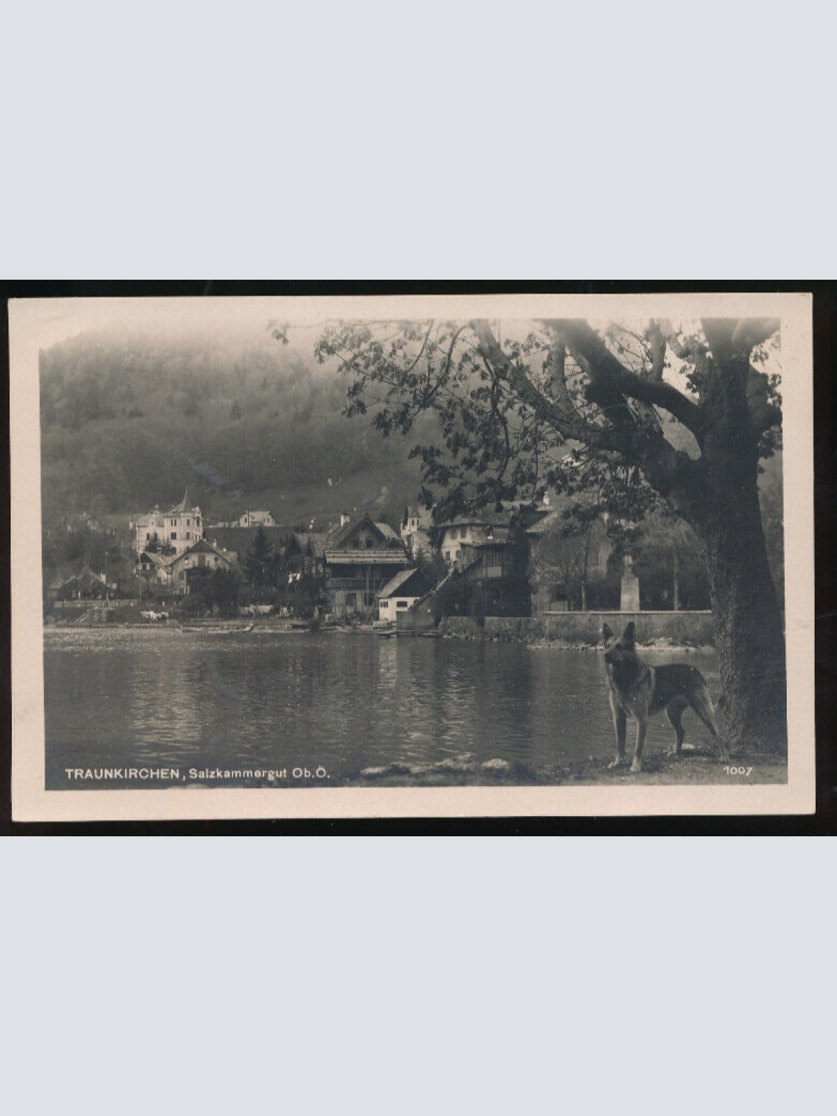 AK aus Traunkirchen mit Schäferhund Oberösterreich (1538)