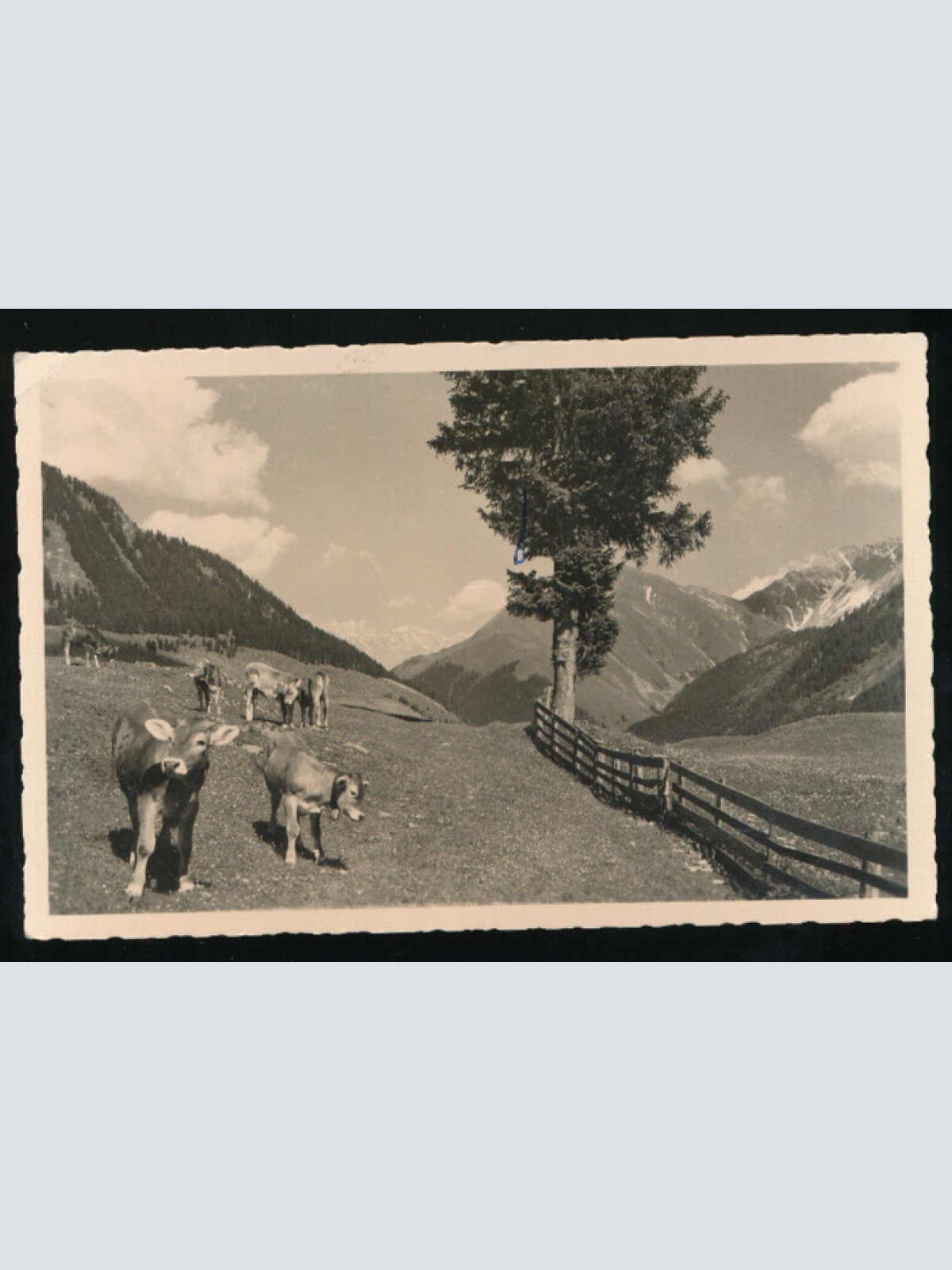 AK aus Berwang in Tirol mit Kühen (1227)