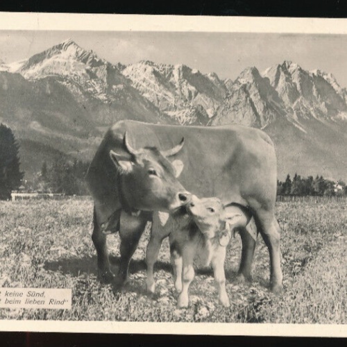 AK von zwei Kühen mit Spruch Küssen ist keine Sünd selbst nicht beim Rind (1264)