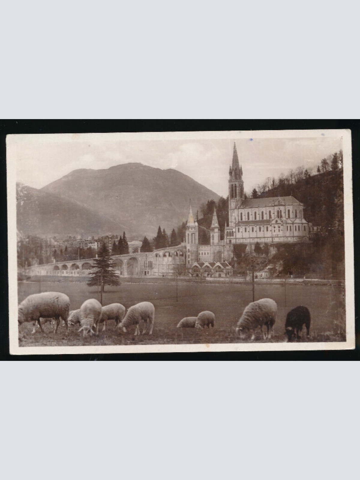 AK aus Lourdes mit Schafen Bauernleben (3440)