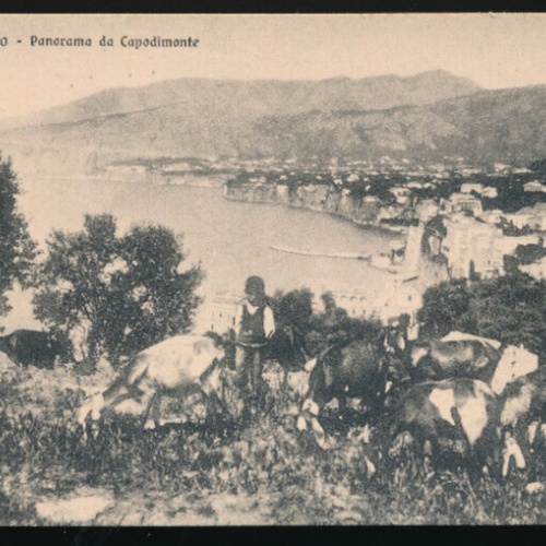 AK aus Sorrento mit Ziegen Italien (3284)