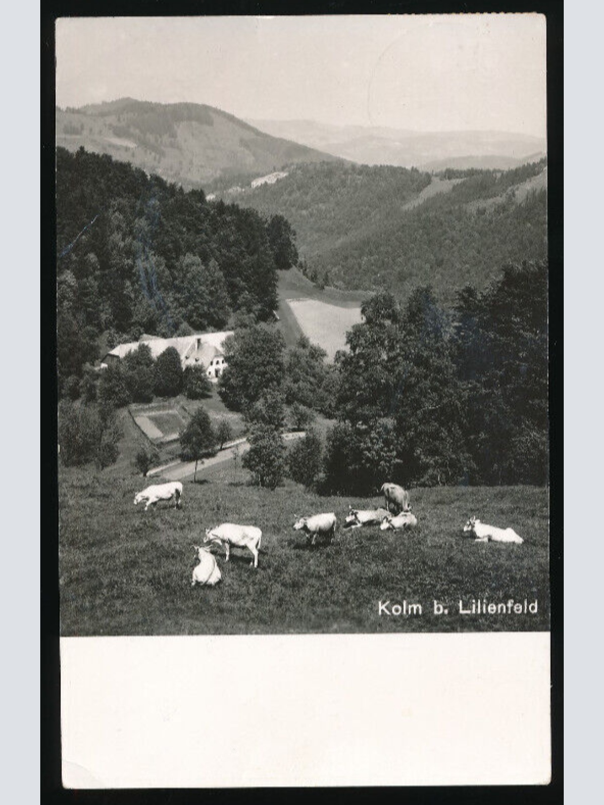 AK aus Kolm bei Lilienfeld mit Rinder Niederösterreich (3593)