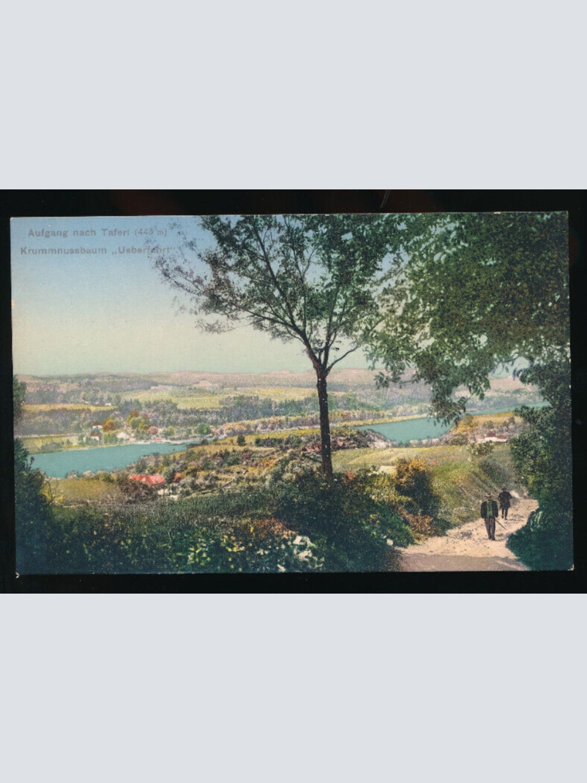 AK aus Maria Taferl mit Krummnussbaum Niederösterreich (3411)