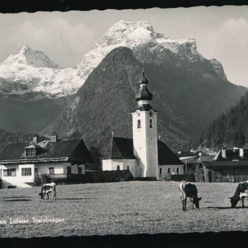 AK aus Lofer mit Kühen - Rinder Salzburg (4481)