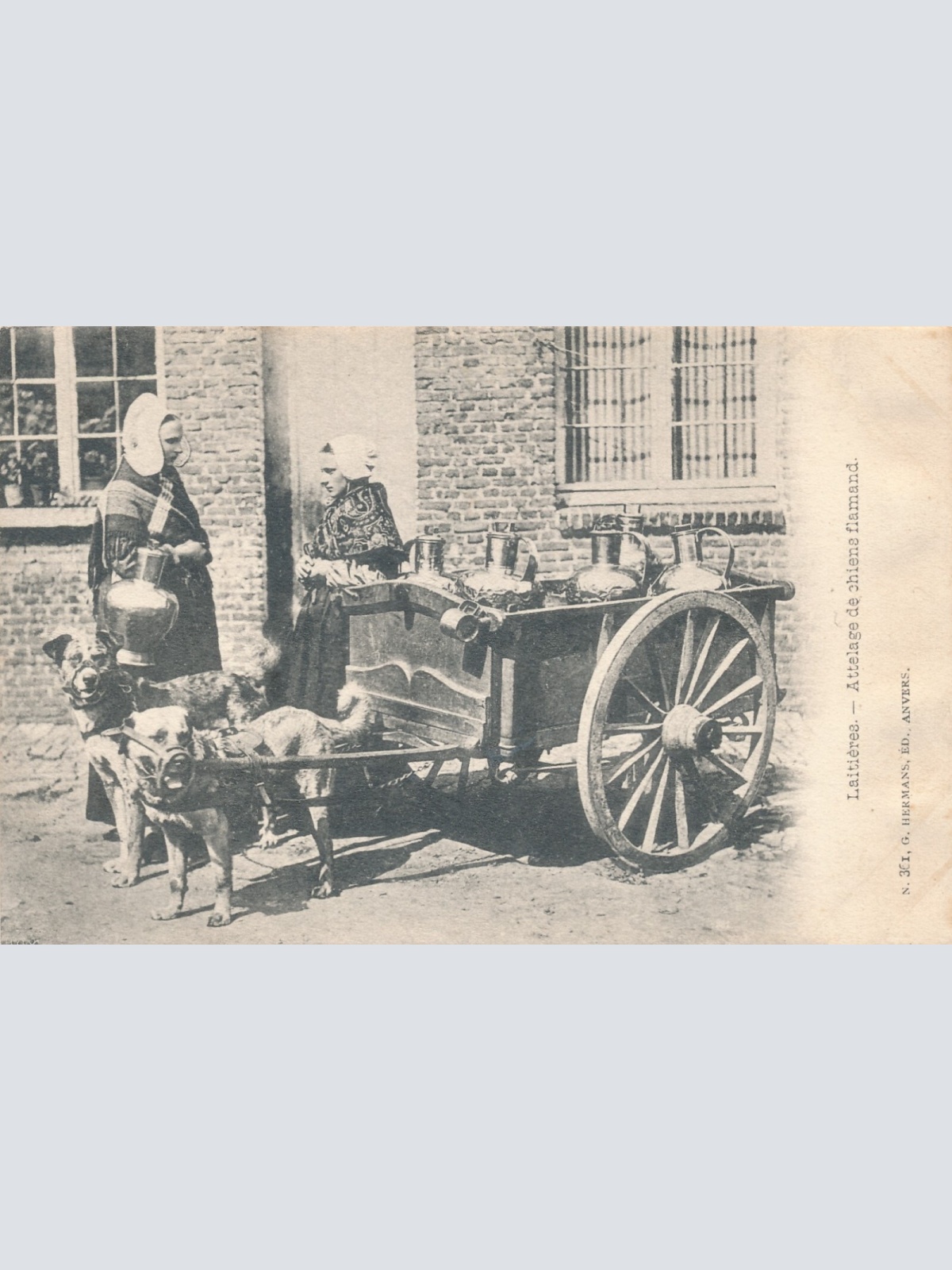 AK aus Laitieres Belgien mit Hundekarren - Hundewagen (6509)