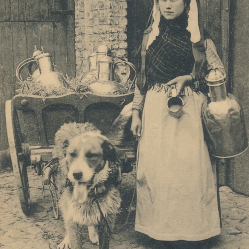 AK aus Laitiere Flammende Belgien mit Hundekarren - Hundewagen (6507)