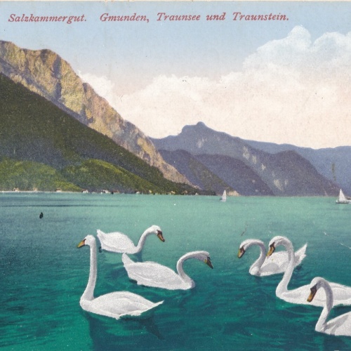 AK aus Gmunden mit Schwäne Oberösterreich (7702)