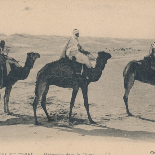 AK aus Algerien Scenes et Types mit Kamel Afrika (7771)