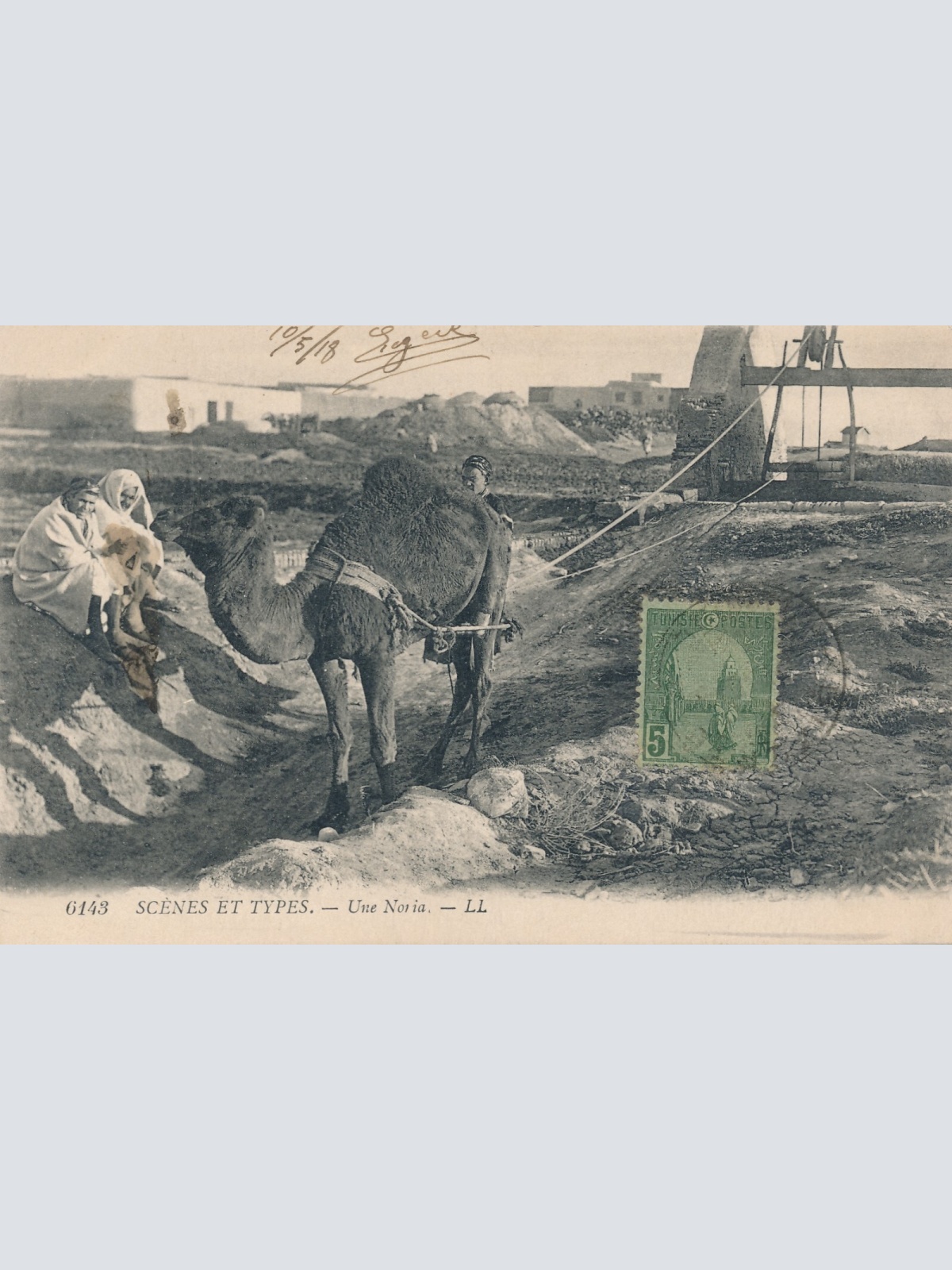 AK aus Algerien Scenes et Types mit Kamel Afrika (7774)