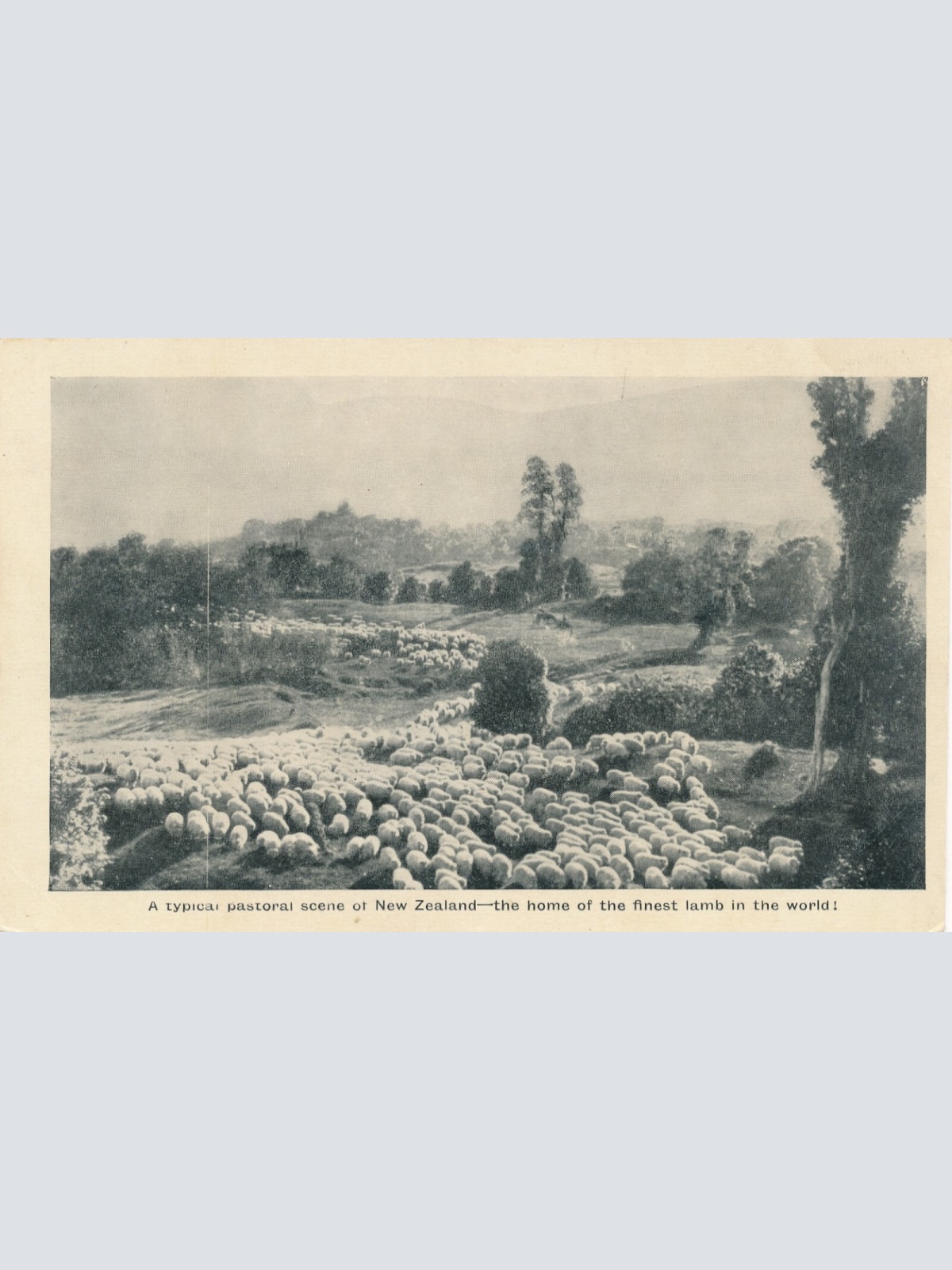 AK aus New Zeeland - Neuseeland mit Schafsherde (6559)