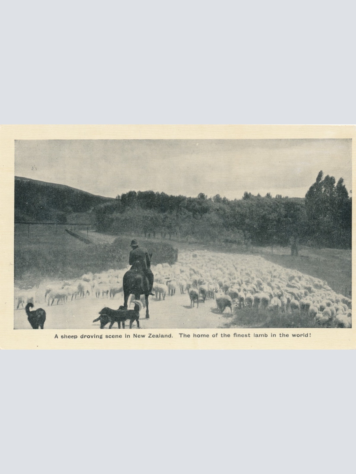 AK aus New Zeeland - Neuseeland mit Schafsherde (6562)