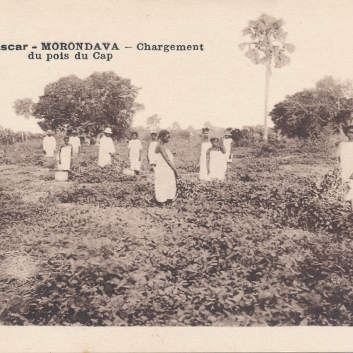 AK aus Madagascar Morondava Baumwollfeld (6558)