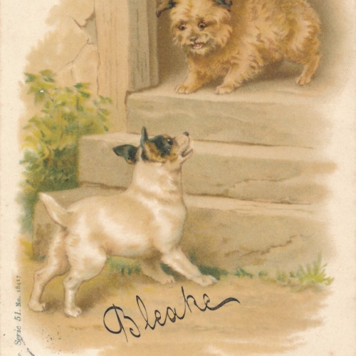 Motiv - Karte von zwei Hunden Ansichtskarte (10362)