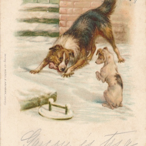 Motiv - Karte von zwei Hunden im Schnee Ansichtskarte (10377)