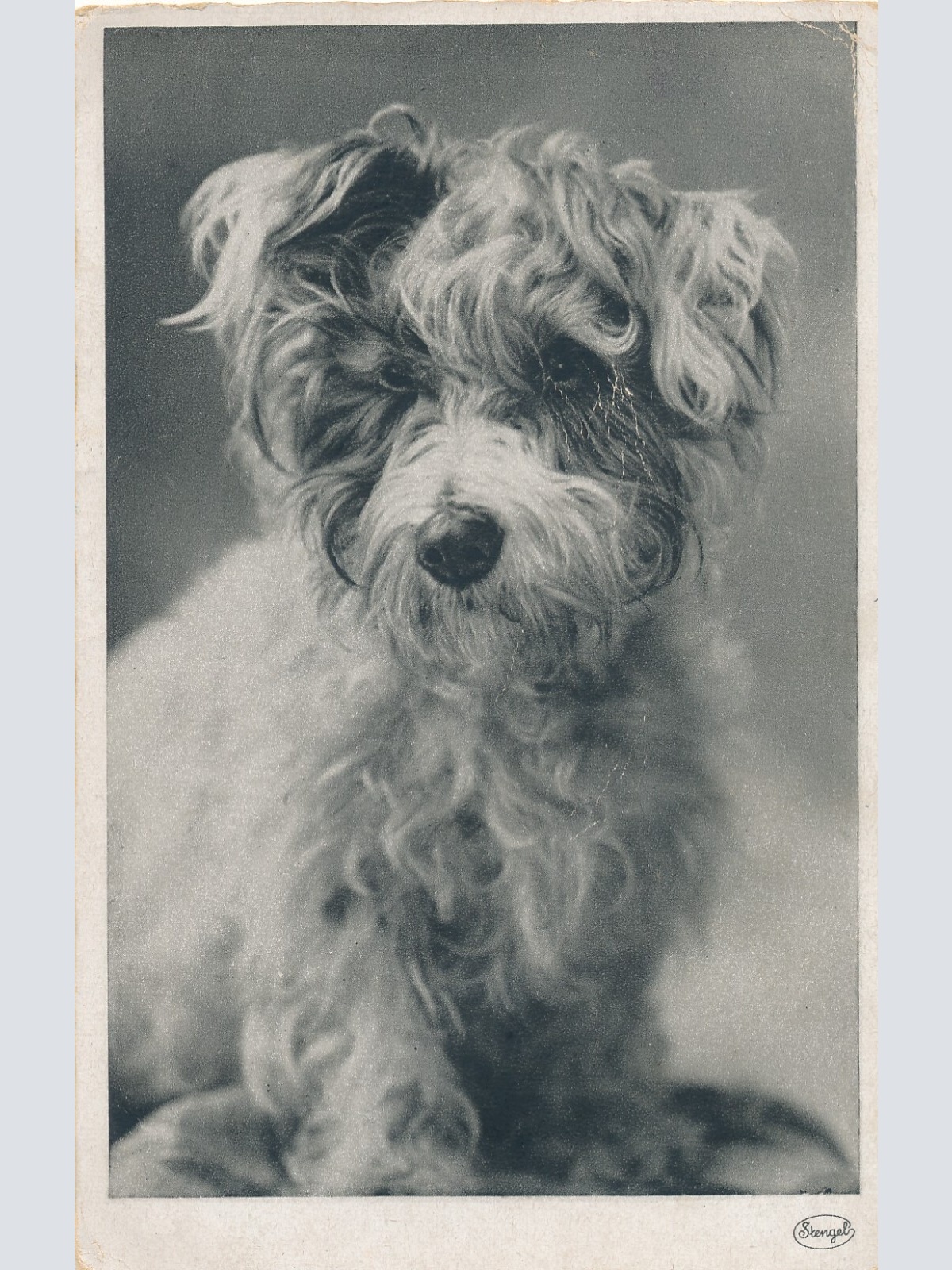 Motiv - Karte von einem Sealyham Terrier Hund Ansichtskarte (10383)