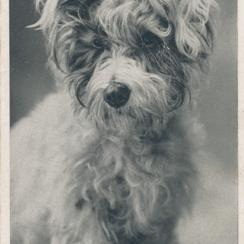 Motiv - Karte von einem Sealyham Terrier Hund Ansichtskarte (10383)